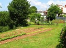 Bedienen Sie sich im Gemüsegarten! 